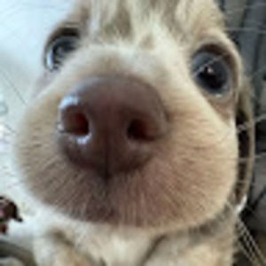 Meet your Posher, Seraphina